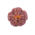 5 Mukhi Rudraksha Size 27.82 mm (Certified)