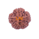 5 Mukhi Rudraksha Size 22.20 mm (Certified) Rudraksha, Buy 5 Mukhi Rudraksha , 5 Mukhi Rudraksha from Nepal image