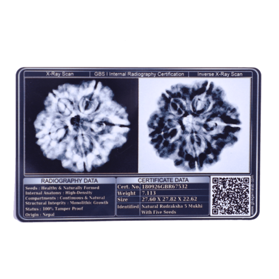 5 Mukhi Rudraksha Size 22.20 mm (Certified) Rudraksha, Buy 5 Mukhi Rudraksha , 5 Mukhi Rudraksha from Nepal image
