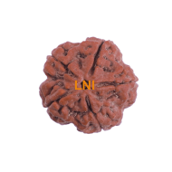 5 Mukhi Rudraksha Size 28.26 mm (Certified)