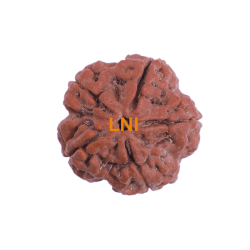 5 Mukhi Rudraksha Size 28.26 mm (Certified)