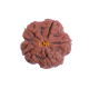 5 Mukhi Rudraksha Size 25.64 mm (Certified) Rudraksha, Buy 5 Mukhi Rudraksha , 5 Mukhi Rudraksha from Nepal image