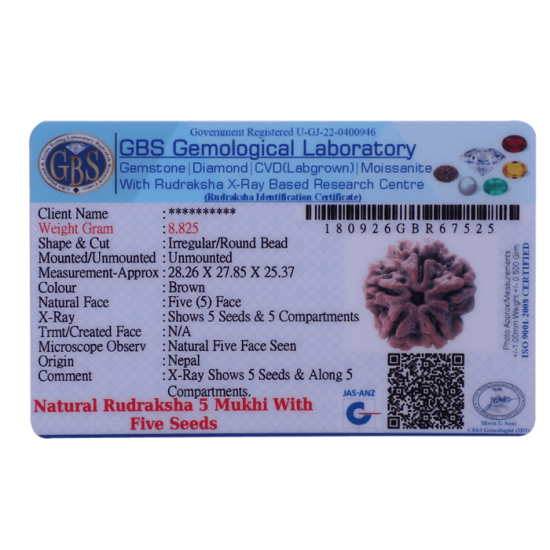 5 Mukhi Rudraksha Size 25.64 mm (Certified) Rudraksha, Buy 5 Mukhi Rudraksha , 5 Mukhi Rudraksha from Nepal image