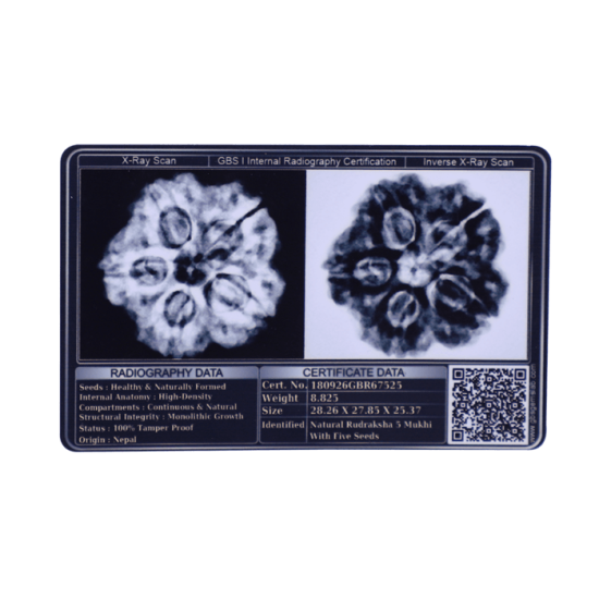 5 Mukhi Rudraksha Size 25.64 mm (Certified) Rudraksha, Buy 5 Mukhi Rudraksha , 5 Mukhi Rudraksha from Nepal image