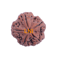 5 Mukhi Rudraksha Size 28.27 mm (Certified)