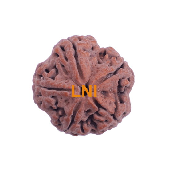 5 Mukhi Rudraksha Size 25.19 mm (Certified) image