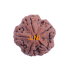 5 Mukhi Rudraksha Size 28.27 mm (Certified)