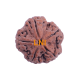 5 Mukhi Rudraksha Size 25.19 mm (Certified) image