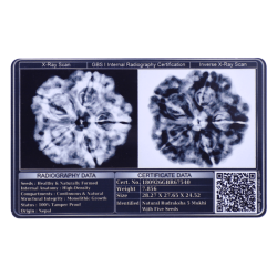 5 Mukhi Rudraksha Size 28.27 mm (Certified)