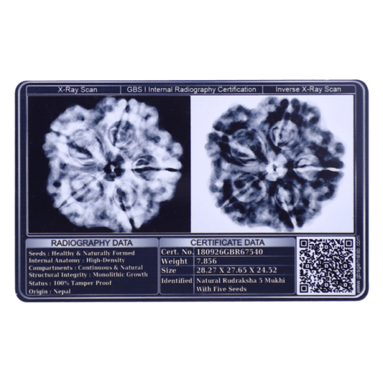 5 Mukhi Rudraksha Size 25.19 mm (Certified) image
