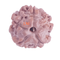 5 Mukhi Rudraksha Size 11-14mm (Certified)