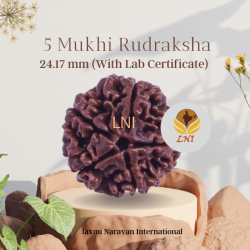 5 Mukhi Rudraksha Size 24.17 mm (Certified)
