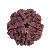 5 Mukhi Rudraksha Size 22-24 mm (Certified)