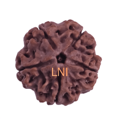 5 Mukhi Rudraksha Size 22-24 mm (Certified)