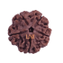 5 Mukhi Rudraksha Size 22-24 mm (Certified)