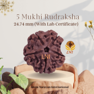 5 Mukhi Rudraksha Size 24.74 mm (Certified)