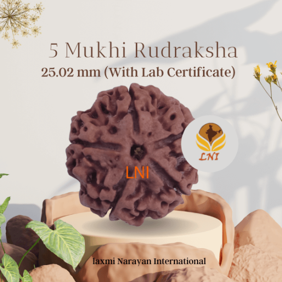 5 Mukhi Rudraksha Size 25.02 mm (Certified)