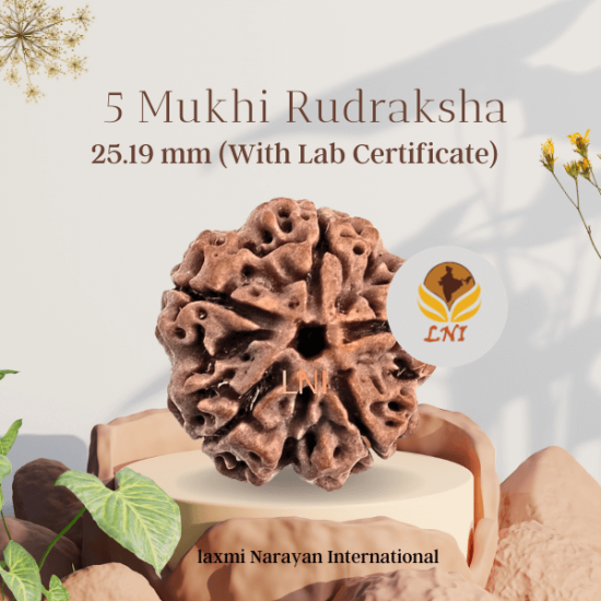 5 Mukhi Rudraksha Size 25.19 mm (Certified)