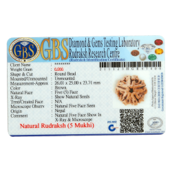 5 Mukhi Rudraksha Size 26.01 mm (Certified)