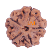 5 Mukhi Rudraksha Size 26.01 mm (Certified)