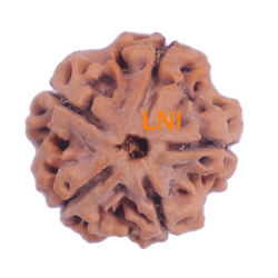 5 Mukhi Rudraksha Size 26.01 mm (Certified)