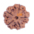 5 Mukhi Rudraksha Size 26.01 mm (Certified)