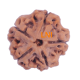 5 Mukhi Rudraksha Size 26.40 mm (Certified) 5.610gms image