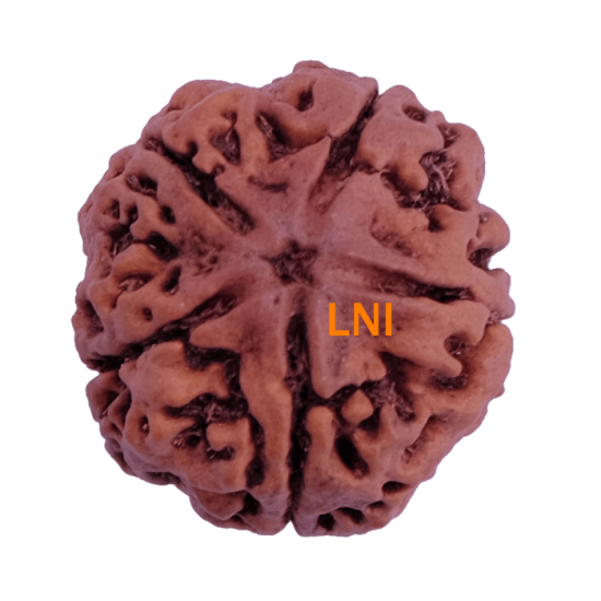 5 Mukhi Rudraksha Size 26.70 mm (Certified)