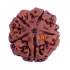 5 Mukhi Rudraksha Size 26.70 mm (Certified)