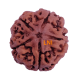 5 Mukhi Rudraksha Size 26.70 mm (Certified)