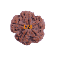 5 Mukhi Rudraksha Size 27.75 mm (Certified)