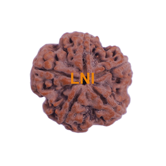 5 Mukhi Rudraksha Size 22.80 mm (Certified) Rudraksha, Buy 5 Mukhi Rudraksha , 5 Mukhi Rudraksha from Nepal image