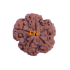 5 Mukhi Rudraksha Size 27.75 mm (Certified)