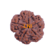5 Mukhi Rudraksha Size 22.80 mm (Certified) Rudraksha, Buy 5 Mukhi Rudraksha , 5 Mukhi Rudraksha from Nepal image