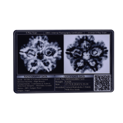 5 Mukhi Rudraksha Size 27.75 mm (Certified)