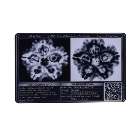 5 Mukhi Rudraksha Size 22.80 mm (Certified) Rudraksha, Buy 5 Mukhi Rudraksha , 5 Mukhi Rudraksha from Nepal image