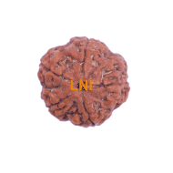 5 Mukhi Rudraksha Size 28.02 mm (Certified)