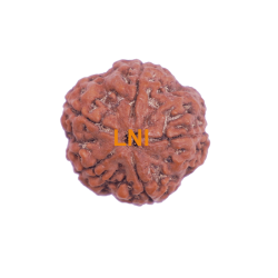 5 Mukhi Rudraksha Size 28.02 mm (Certified)