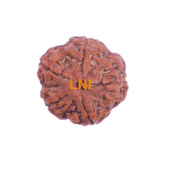 5 Mukhi Rudraksha Size 23.80 mm (Certified) image