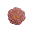 5 Mukhi Rudraksha Size 28.02 mm (Certified)