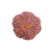 5 Mukhi Rudraksha Size 23.80 mm (Certified) image
