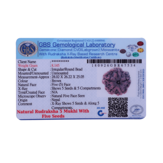 5 Mukhi Rudraksha Size 23.80 mm (Certified) image