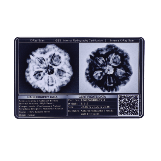 5 Mukhi Rudraksha Size 23.80 mm (Certified) image