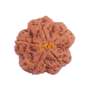 5 Mukhi Rudraksha Size 28.23 mm (Certified)