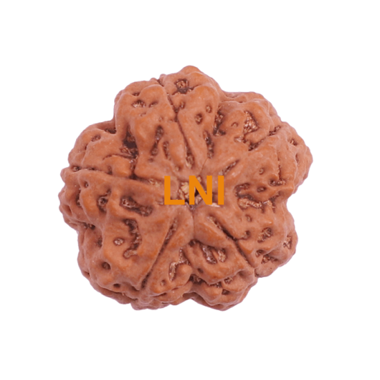 5 Mukhi Rudraksha Size 24.17 mm (Certified) image