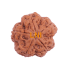 5 Mukhi Rudraksha Size 28.23 mm (Certified)