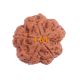 5 Mukhi Rudraksha Size 24.17 mm (Certified) image