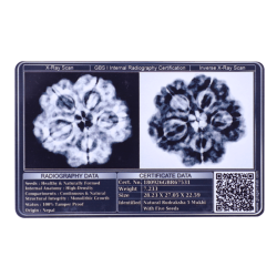 5 Mukhi Rudraksha Size 28.23 mm (Certified)