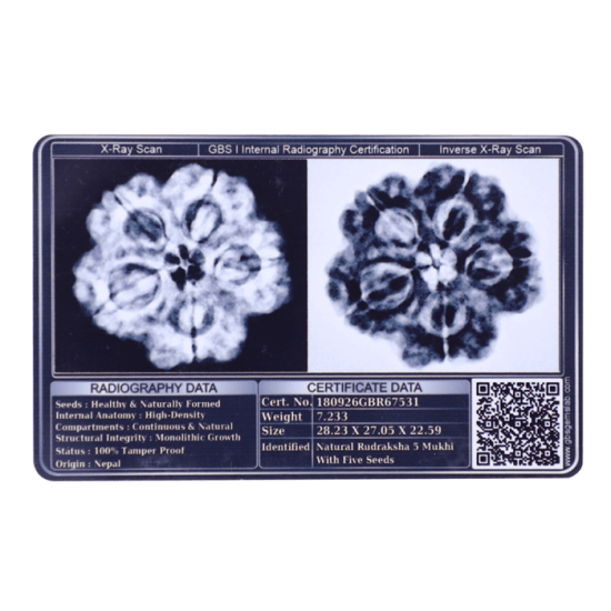 5 Mukhi Rudraksha Size 24.17 mm (Certified) image