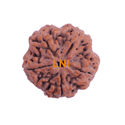 5 Mukhi Rudraksha Size 28.36 mm (Certified)